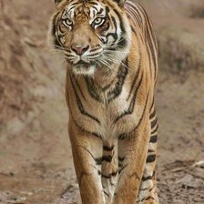 Схема вышивки «Tigre.»