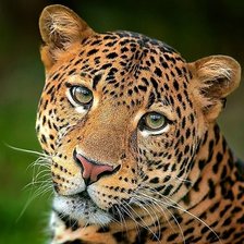 Схема вышивки «Onça pintada.»