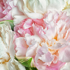 Схема вышивки «Пионы»