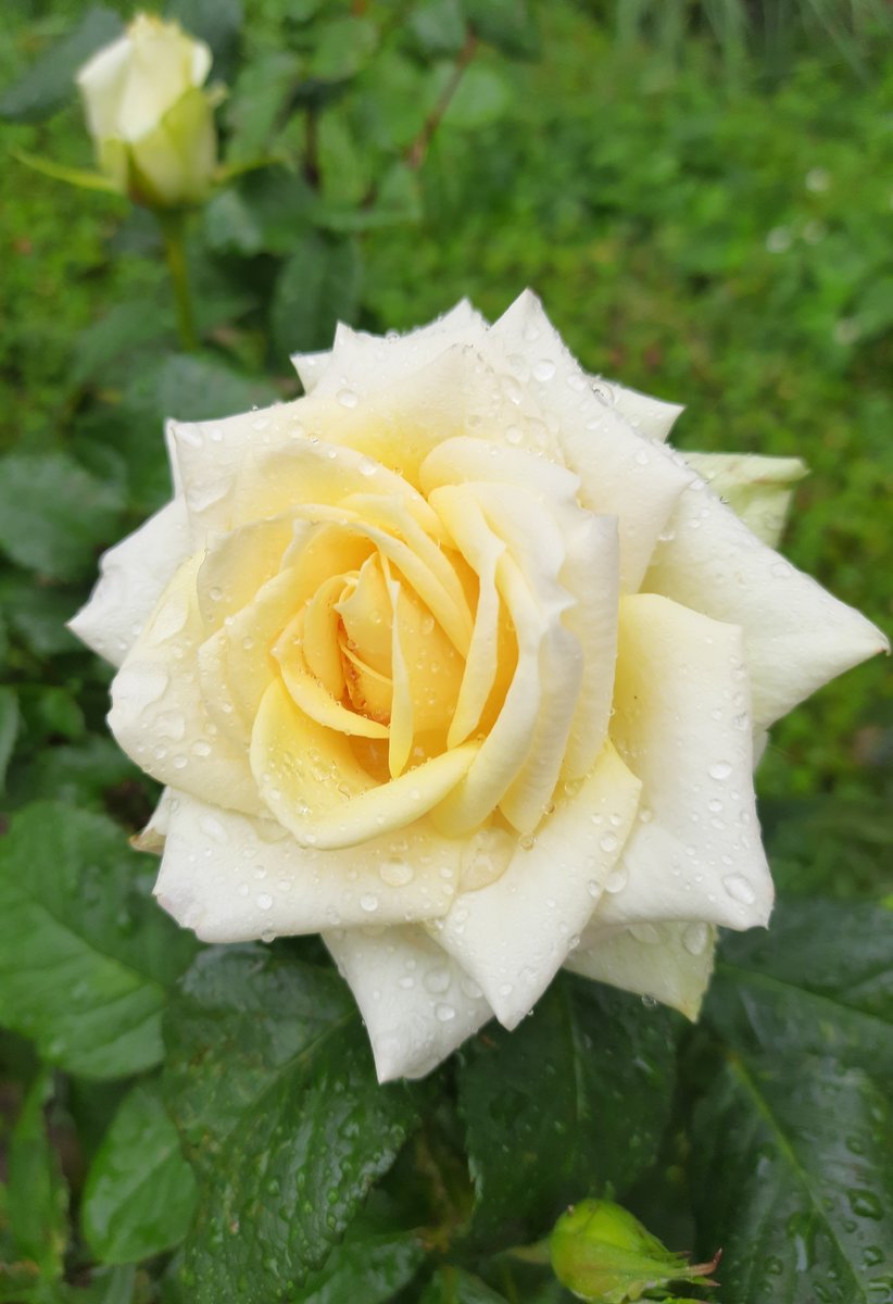 Желтая роза - оригинал