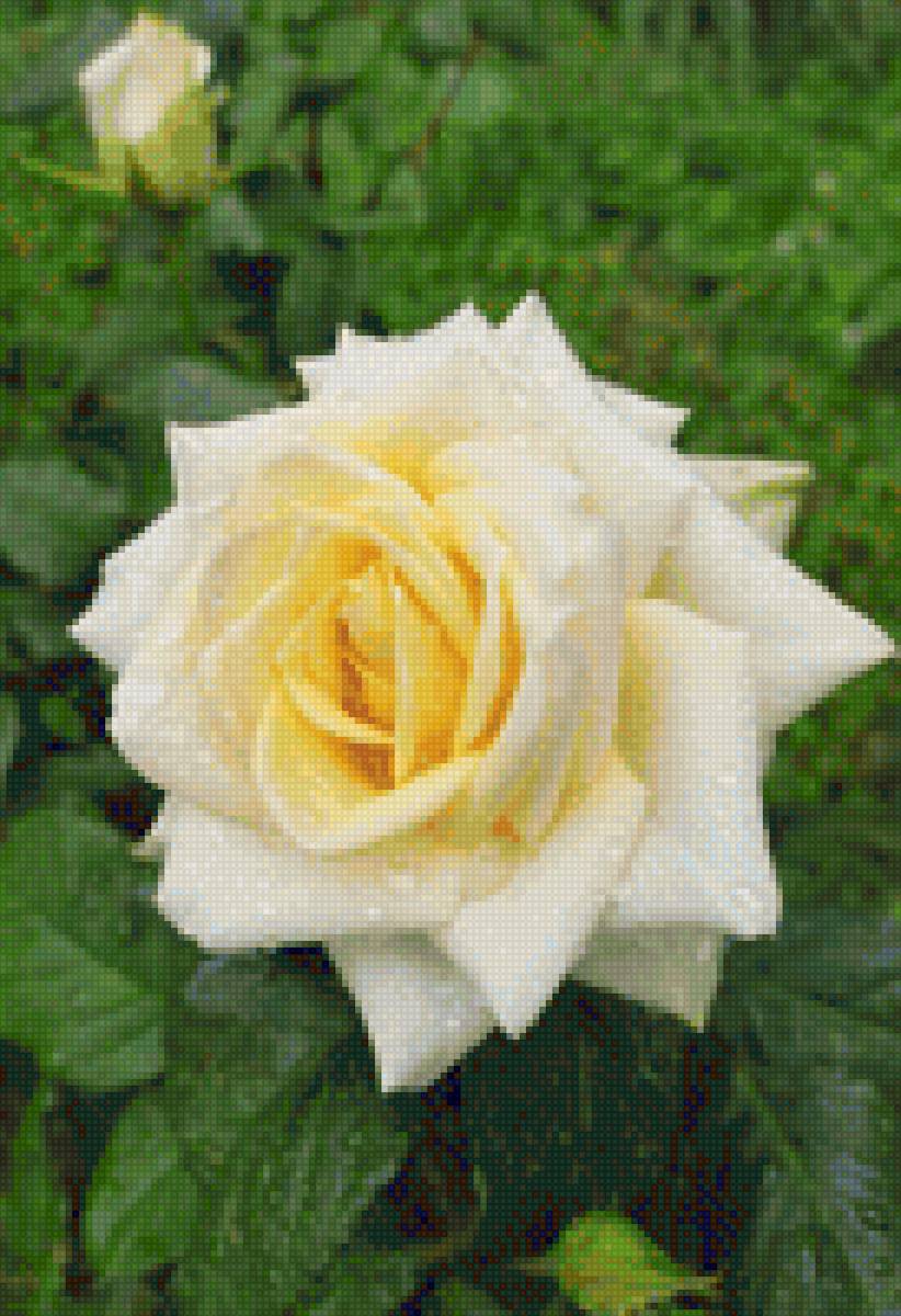 Желтая роза - предпросмотр