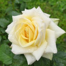 Схема вышивки «Желтая роза»