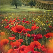 Схема вышивки «Маки»