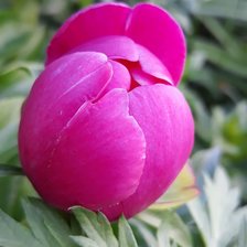 Схема вышивки «пион»