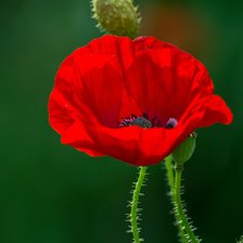 Схема вышивки «мак»