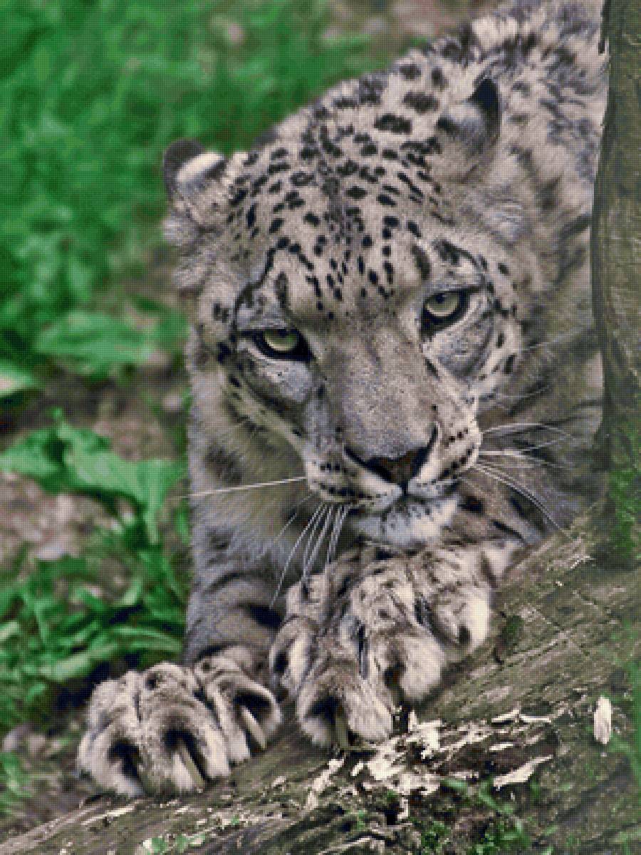 Leopardo. - animais. - предпросмотр