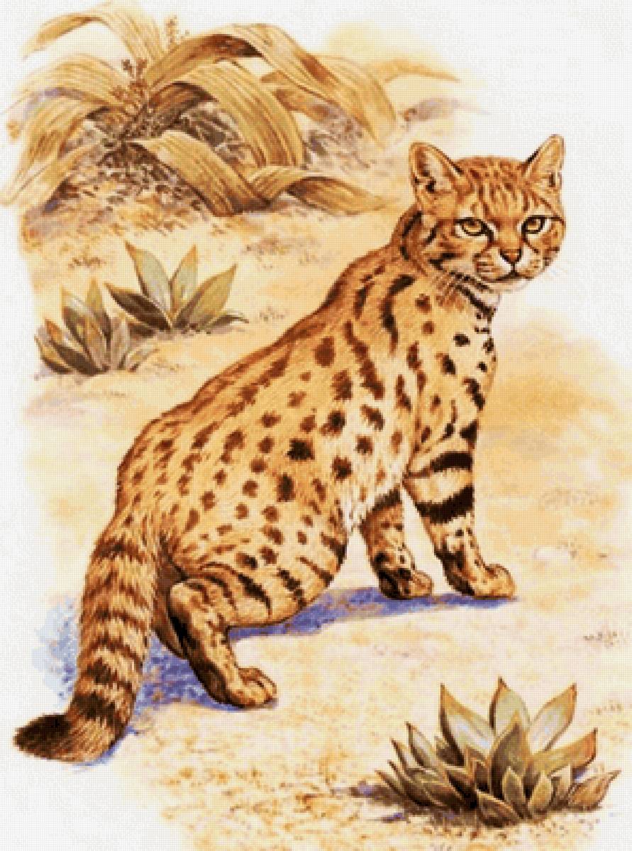 Gato.selvagem. - предпросмотр