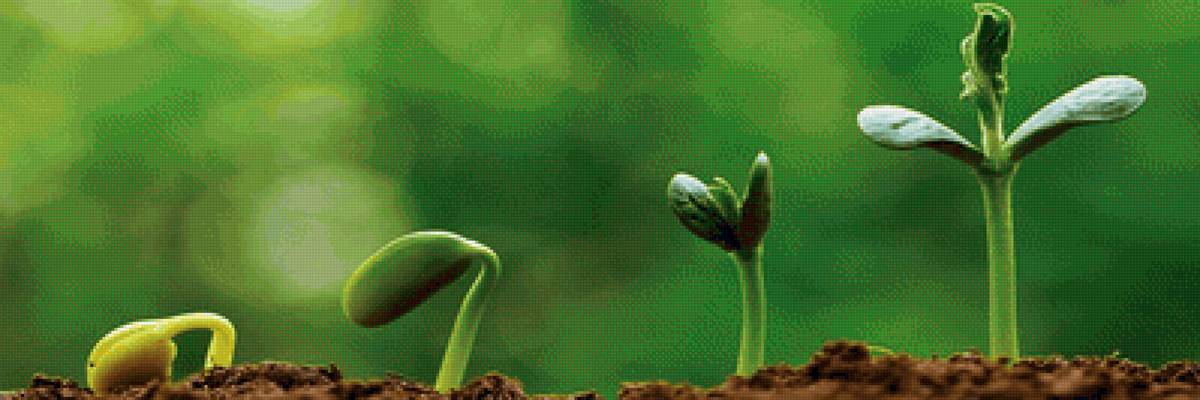 Весна - ростки, цветы, весна - предпросмотр