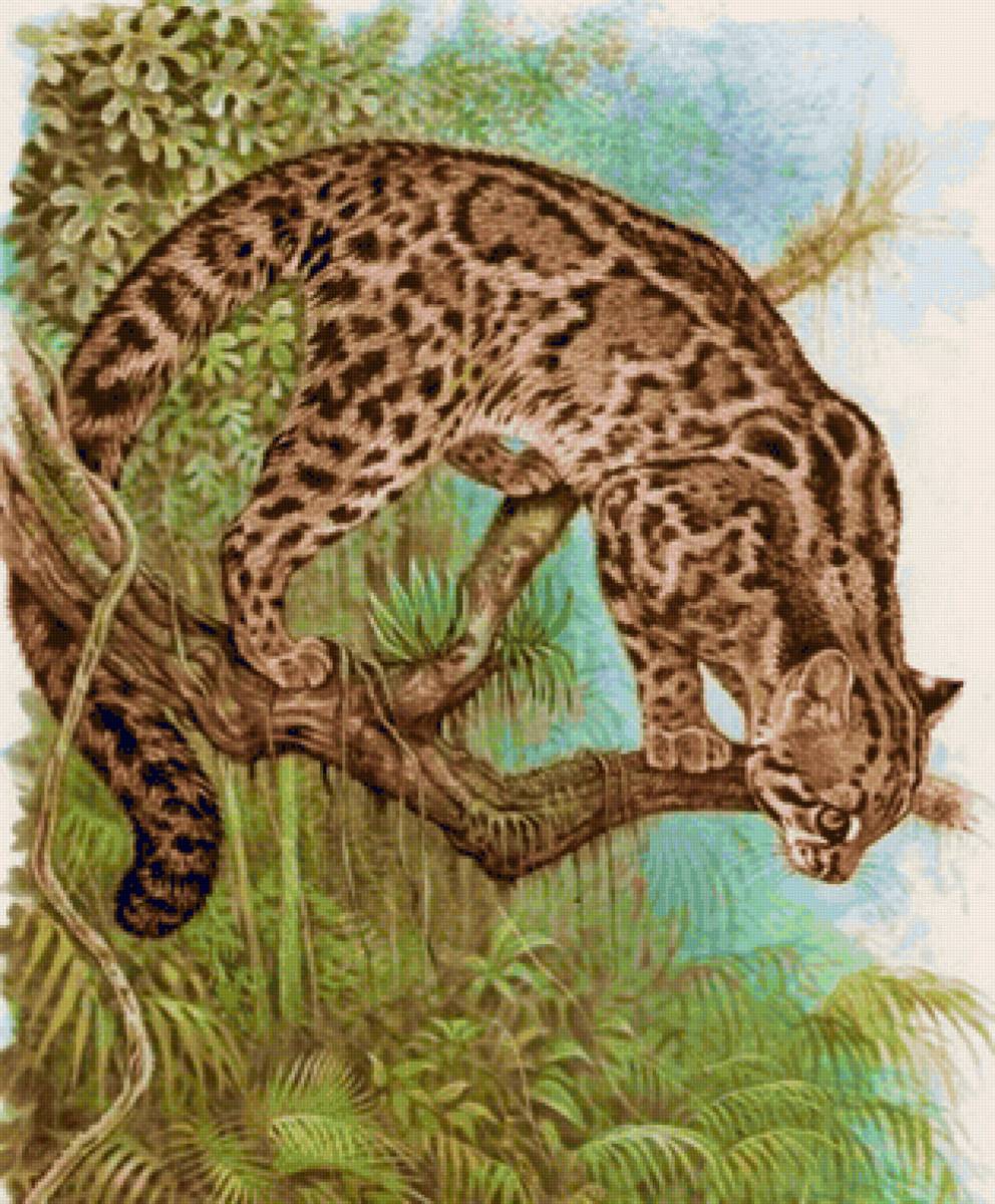 Gato.selvagem. - animais. - предпросмотр