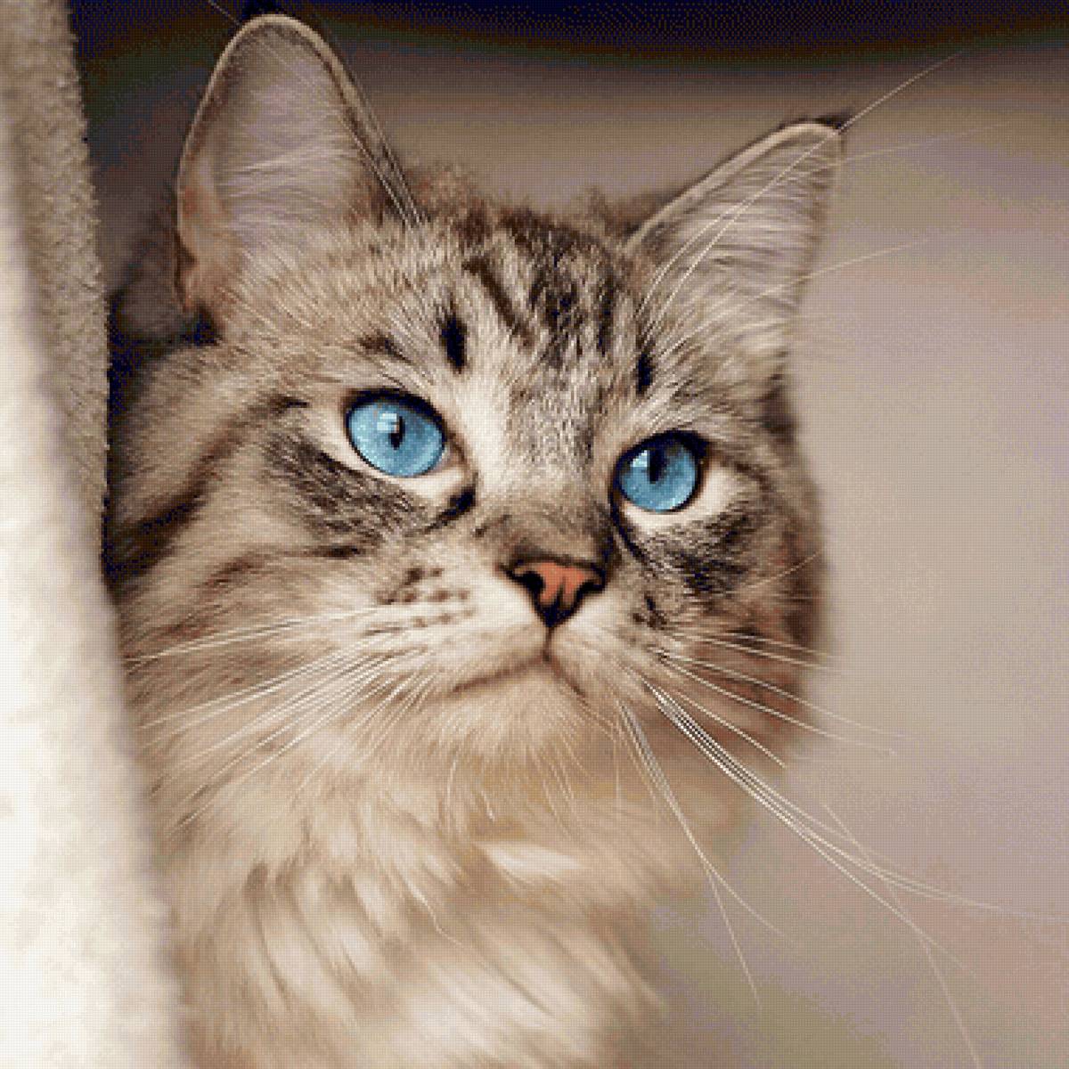 Gato. - animais. - предпросмотр