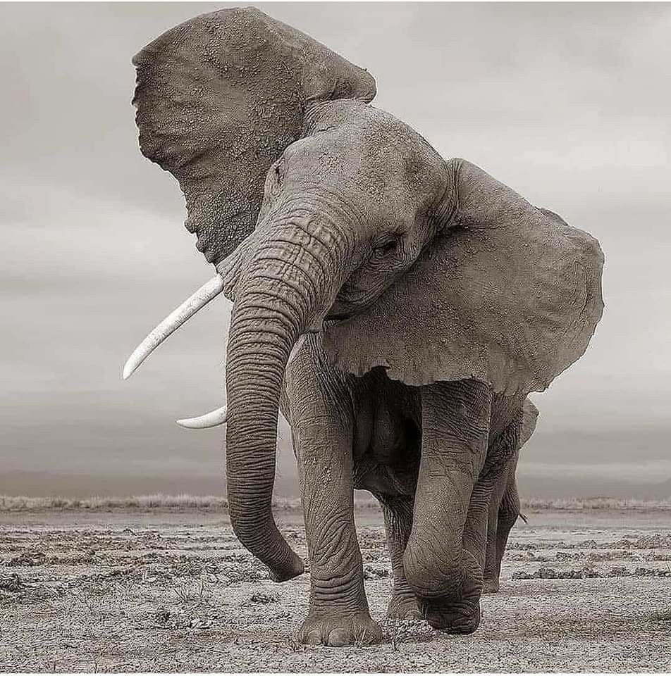 áfrica - naturaleza - оригинал