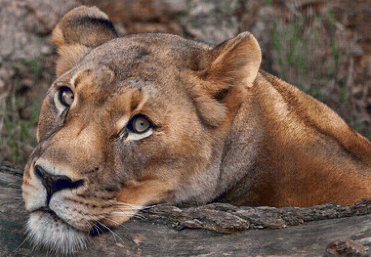 Animais selvagens. - animais. - предпросмотр