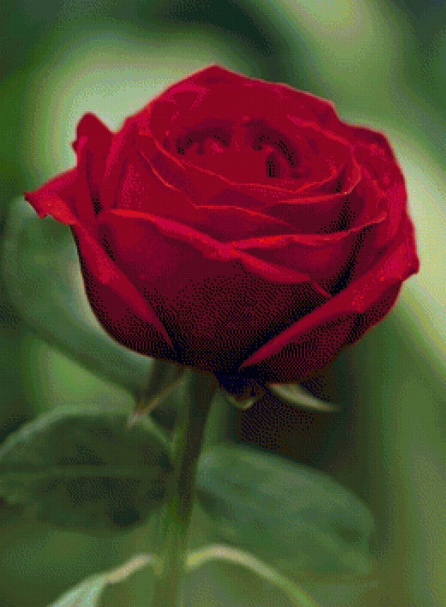 flori - предпросмотр