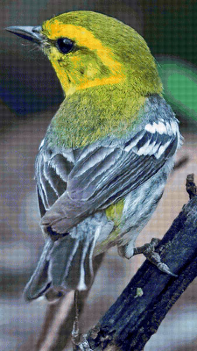 Pássaro. - pássaro. - предпросмотр