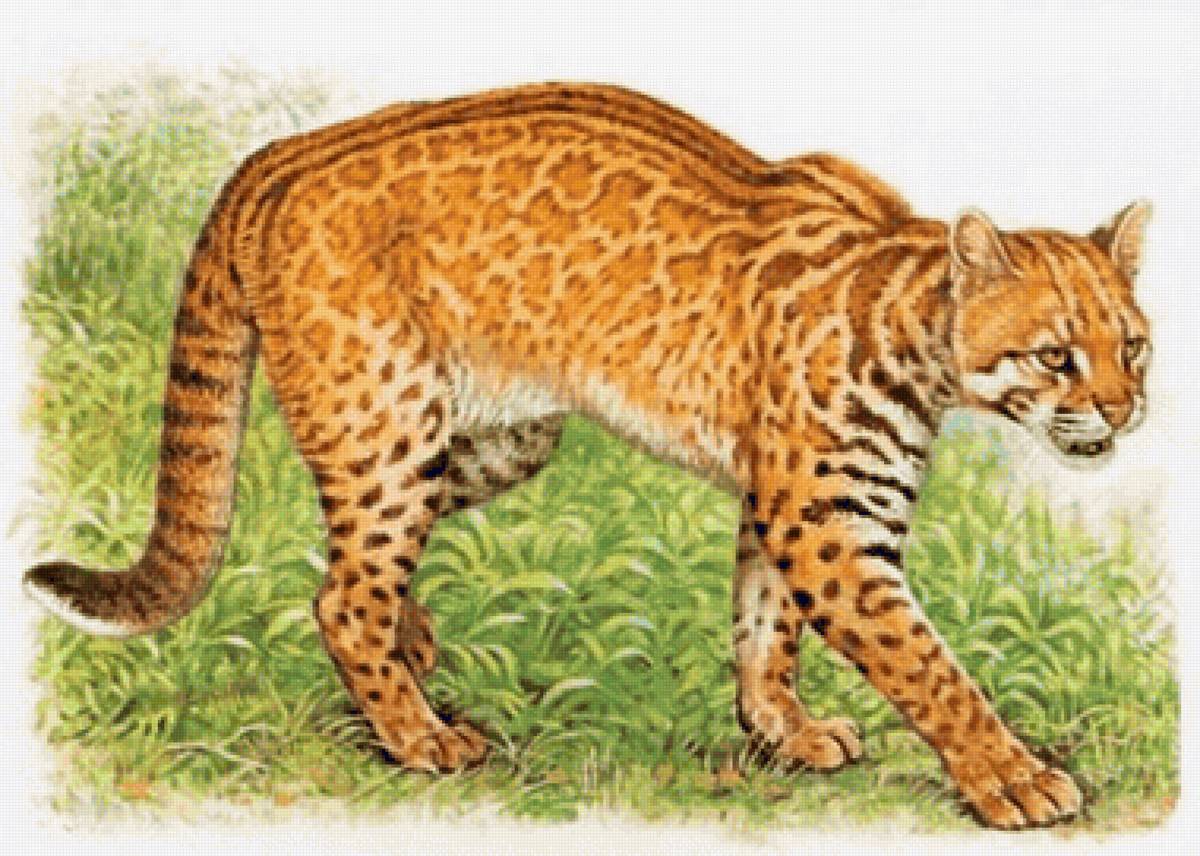 Animais selvagens. - animais. - предпросмотр