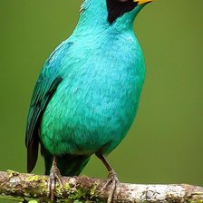 Схема вышивки «Pássaro.»