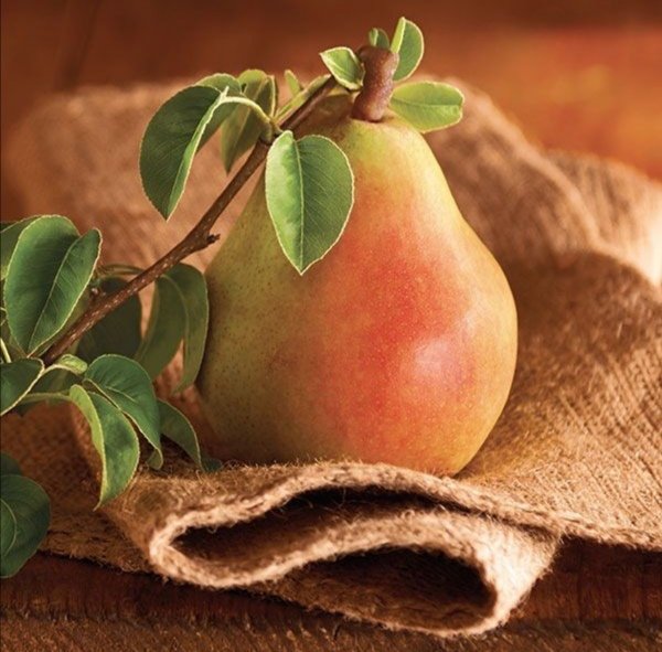 Груша - оригинал