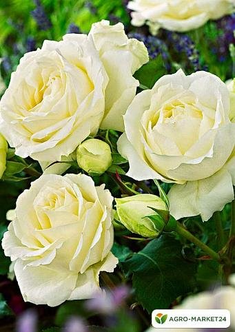 Белые розы - розы, цветы, роза - оригинал