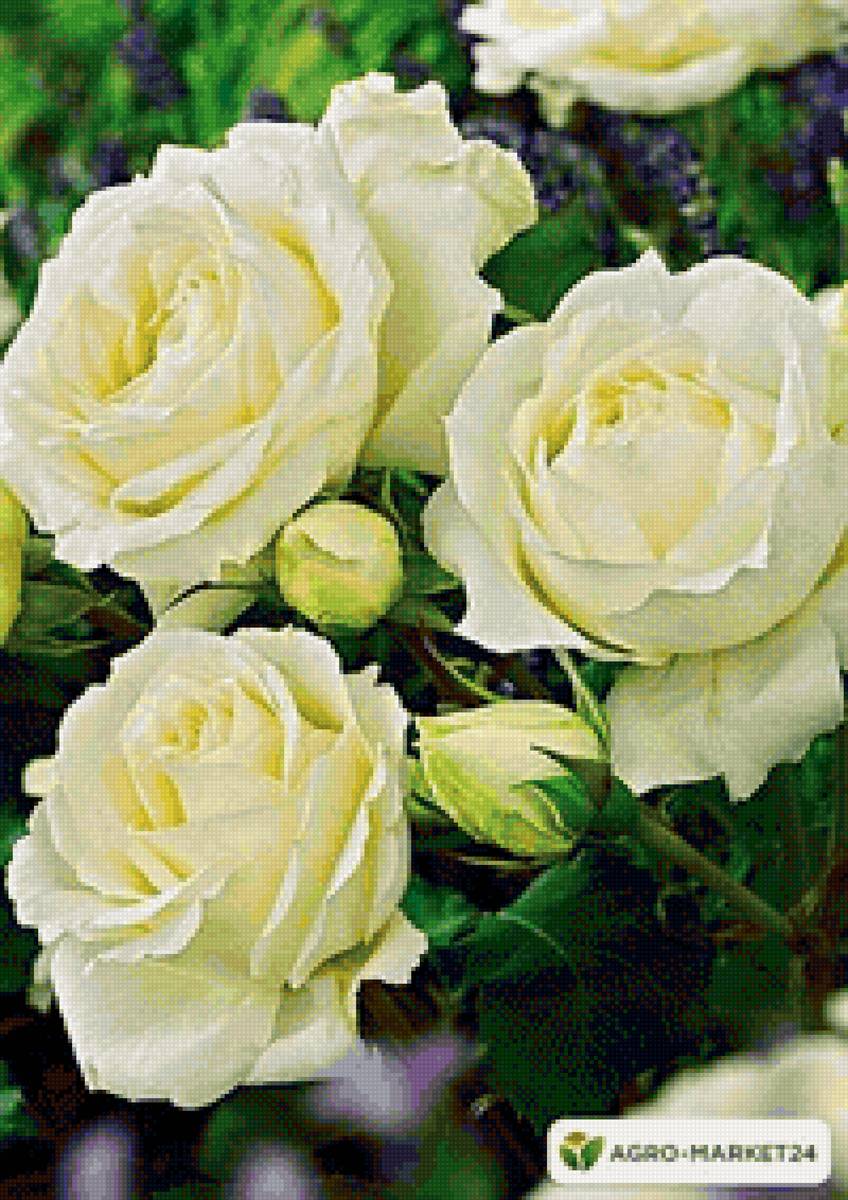 Белые розы - роза, розы, цветы - предпросмотр