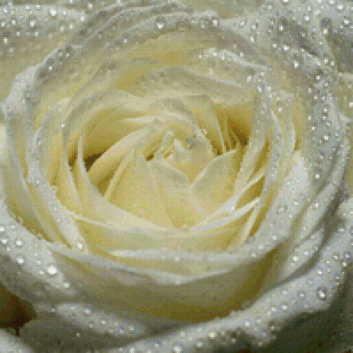 Белая роза - цветы, роза, розы - предпросмотр