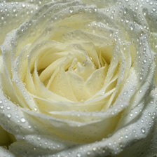 Оригинал схемы вышивки «Белая роза» (№2338757)