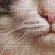 Предпросмотр схемы вышивки «Gatito» (№2338759)