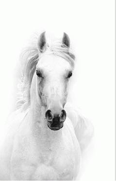 Триптих 14 а - лошадь - оригинал