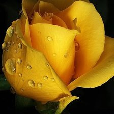 Схема вышивки «Роза»