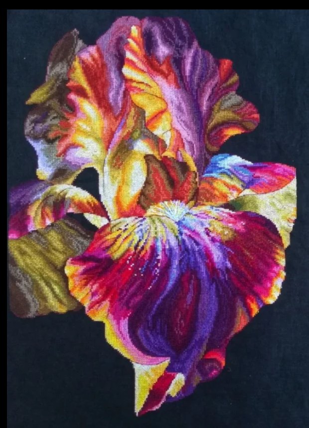 Ирис "Ночное Танго" - ирисы, ирис - оригинал