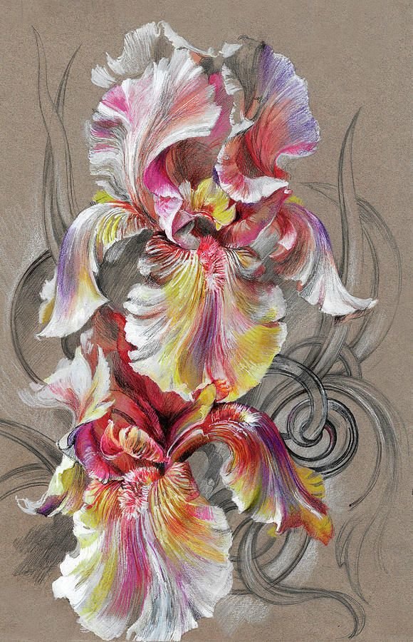 Ирисы "дыхание нежности" - ирисы, ирис - оригинал