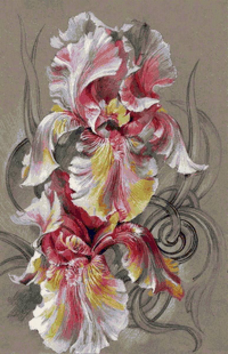 Ирисы "дыхание нежности" - ирисы, ирис - предпросмотр