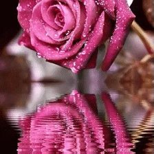 Схема вышивки «Роза»