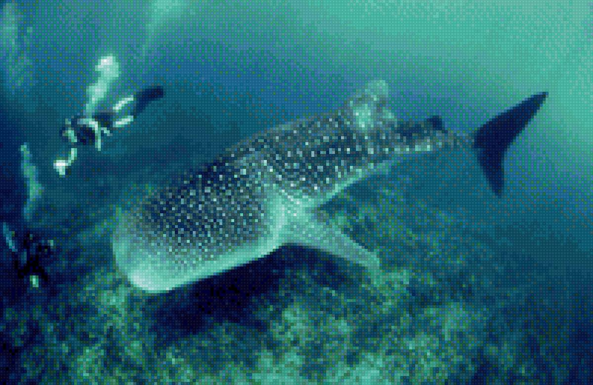 Китовая акула - океан, китовая, вода, акула - предпросмотр