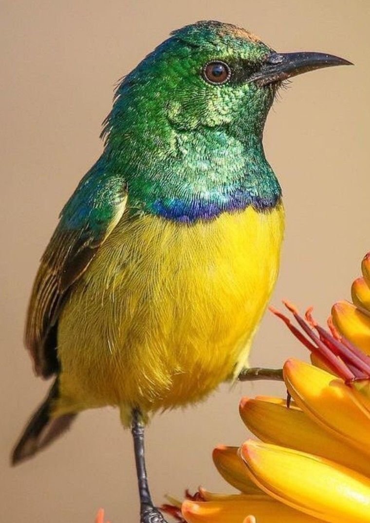 Pássaro. - pássaro. - оригинал