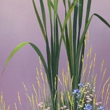 Схема вышивки «lila y blanco»