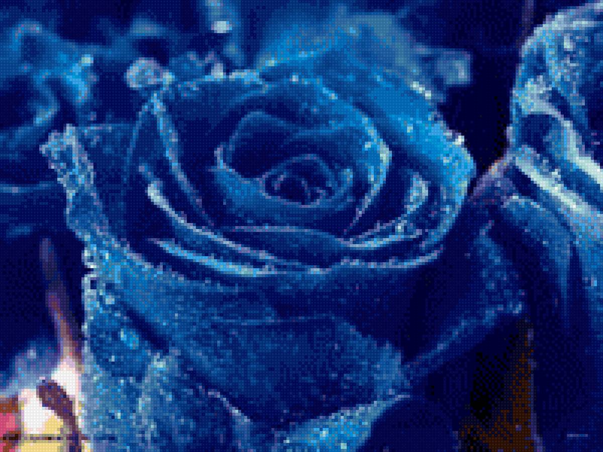 Rosa azul - flor rosa azul gotas rocio - предпросмотр