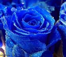 Схема вышивки «Rosa azul»