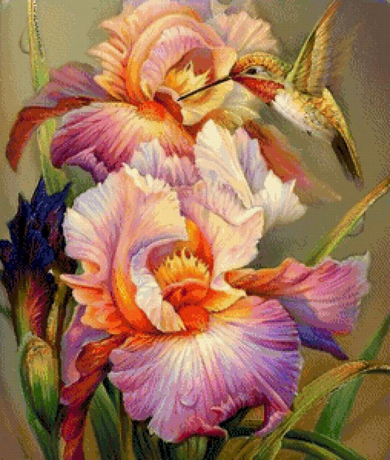 Ирисы с Колибри - ирисы, ирис, колибри - оригинал