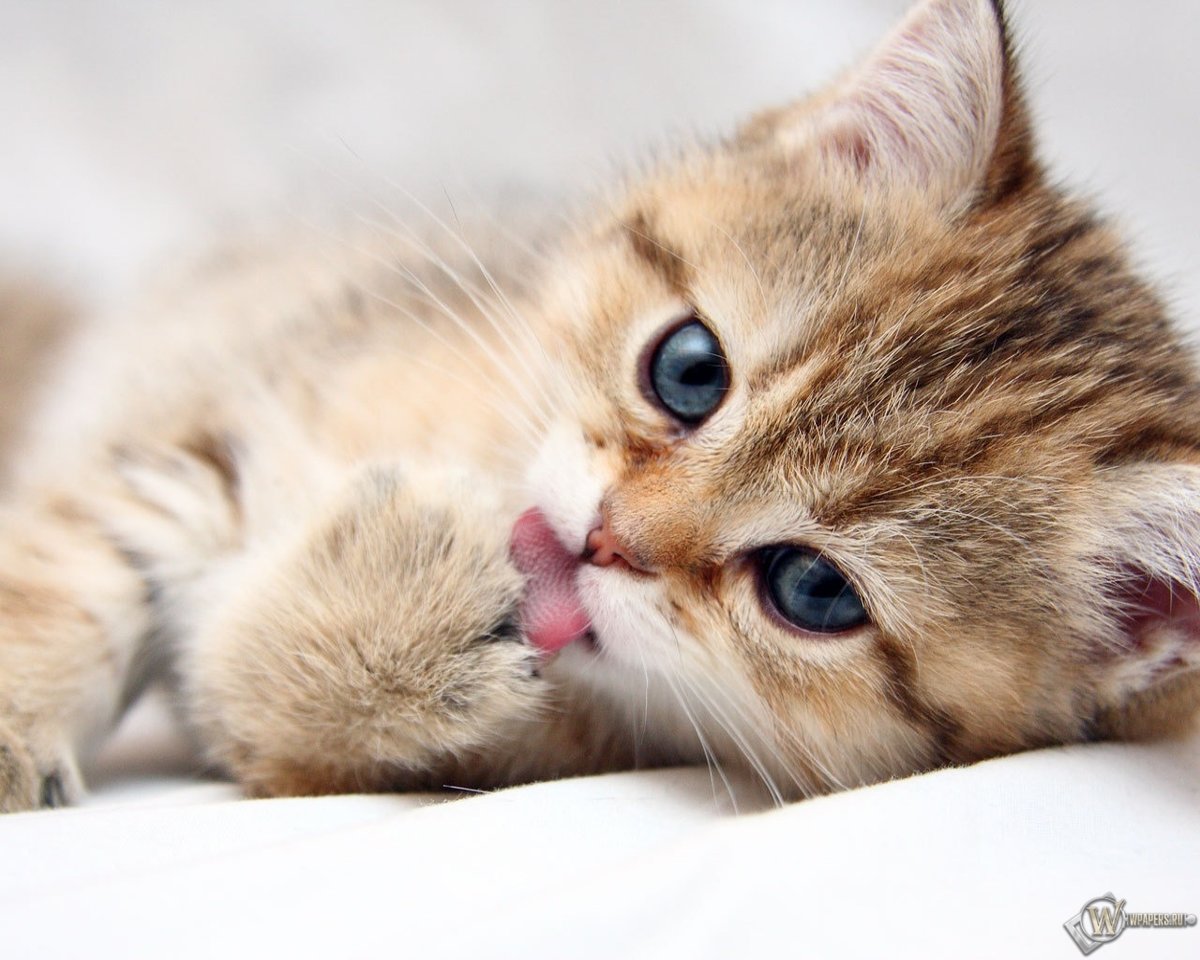 котенок - оригинал