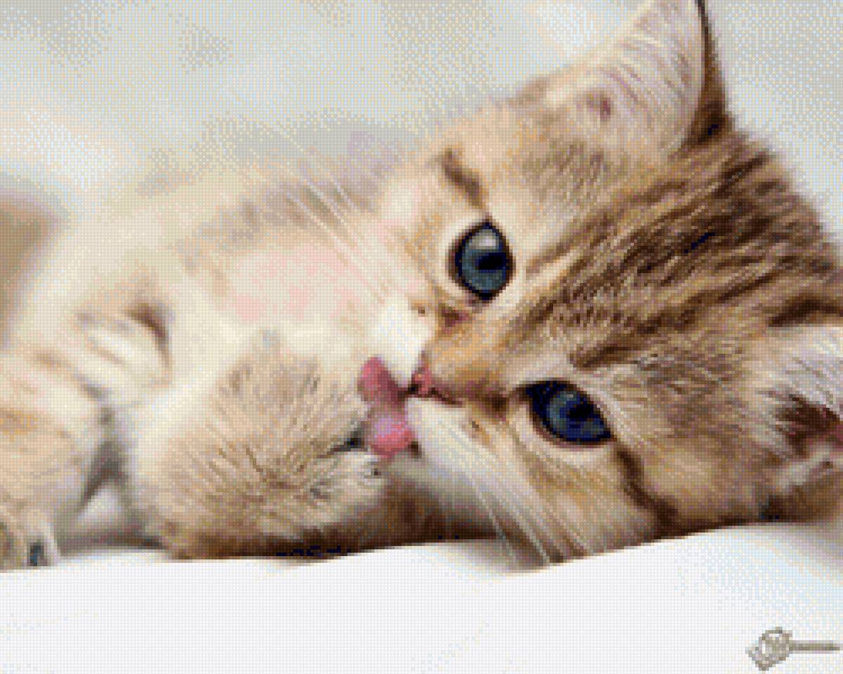 котенок - предпросмотр