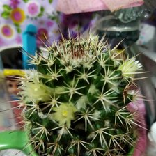 Оригинал схемы вышивки «Mi favorita» (№2342890)