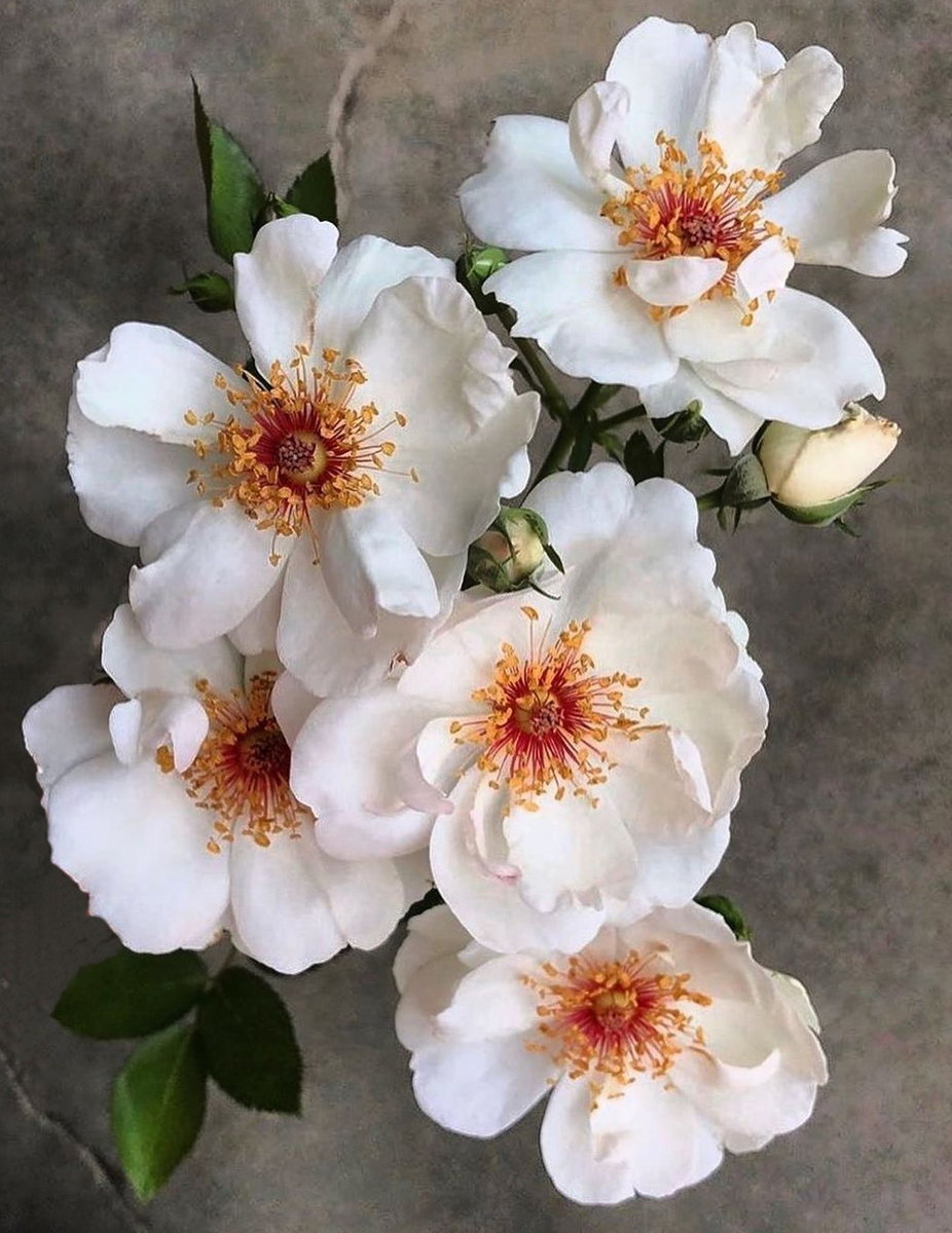 Весна - цветы - оригинал