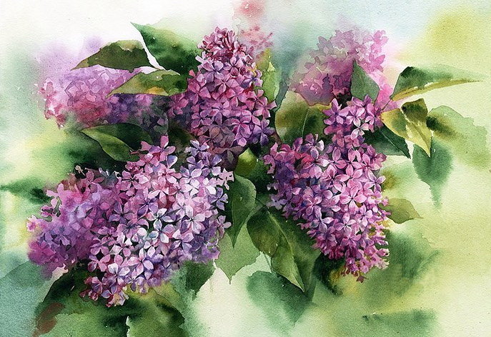 Сирень - акварель - оригинал