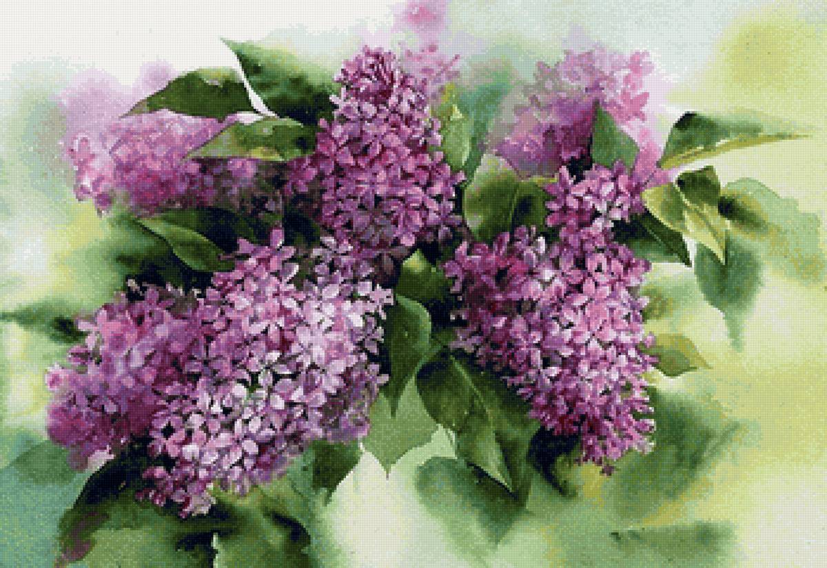 Сирень - акварель - предпросмотр