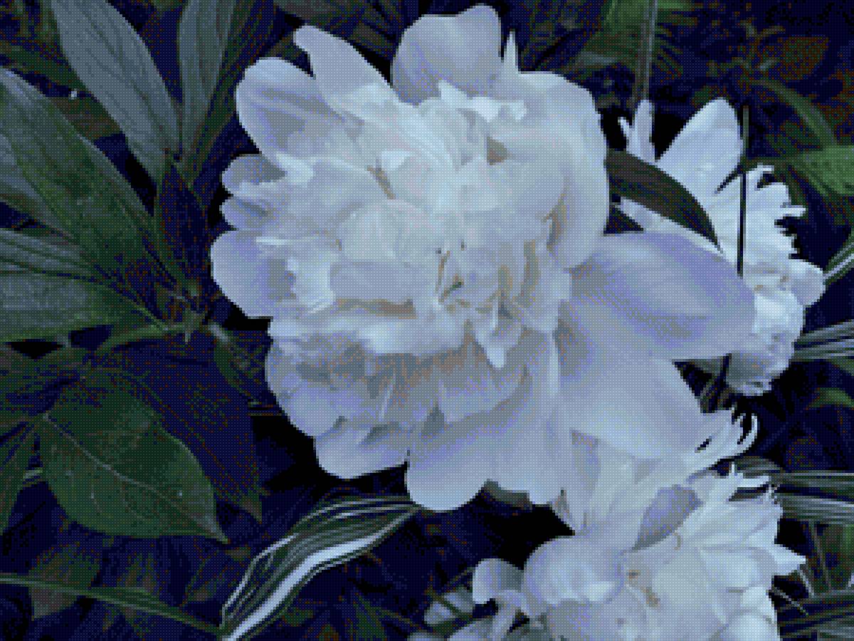 Королевский Пион - растения, пион, цветы - предпросмотр