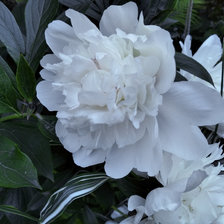 Схема вышивки «Королевский Пион»