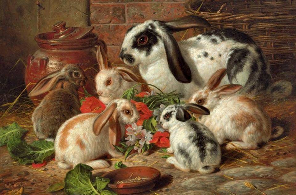 Los conejos - naturaleza - оригинал