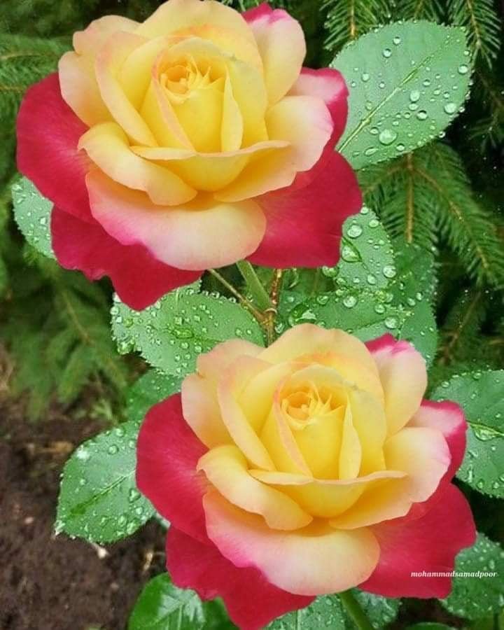 flori - оригинал