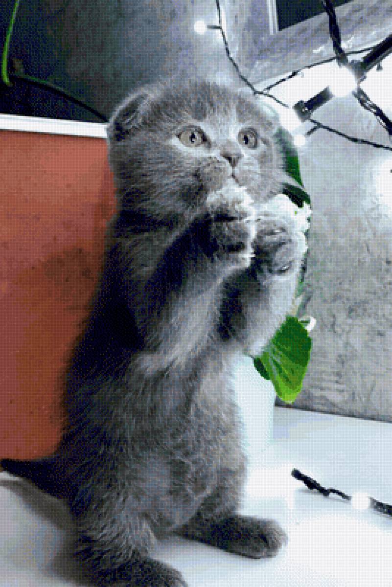 Кошка по имени Мышка - вислоухая шотландская, кошка - предпросмотр