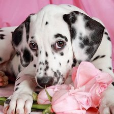 Схема вышивки «№2344704»